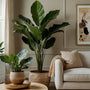 Le nettoyage des plantes 